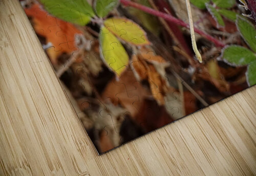 Frosted Maple Leaf Fred Pierson Images puzzle