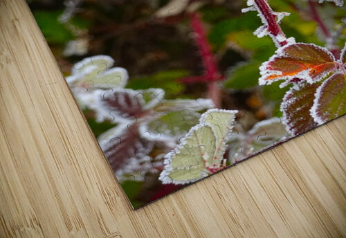 Iced Leaves Fred Pierson Images puzzle