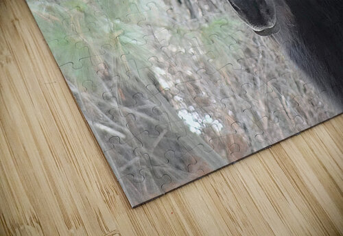 Mysterious Black Fell Pony Fred Pierson Images puzzle