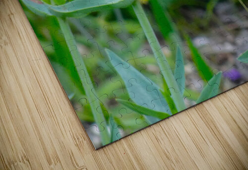 Pale Swallowtail Fred Pierson Images puzzle