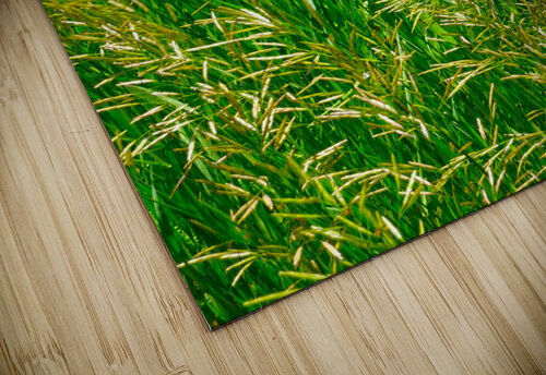 Veiled Gossamer Fred Pierson Images puzzle