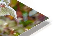 Iced Leaves HD Metal print