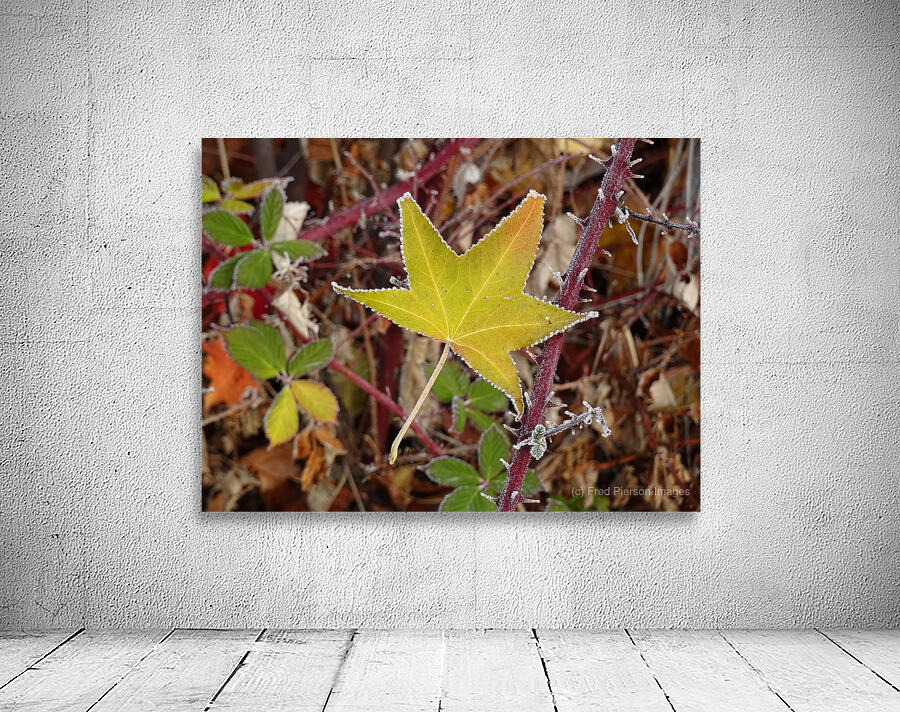 Frosted Maple Leaf Wall Preview