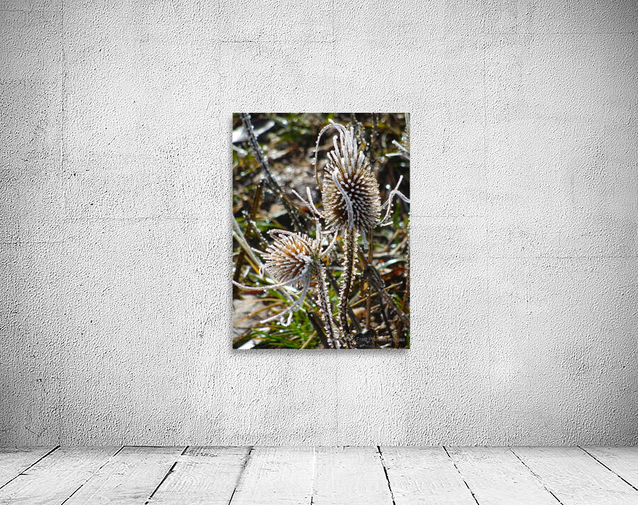 Frozen Teasel Wall Preview