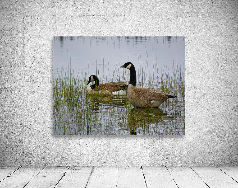 Canada Geese Wall Preview