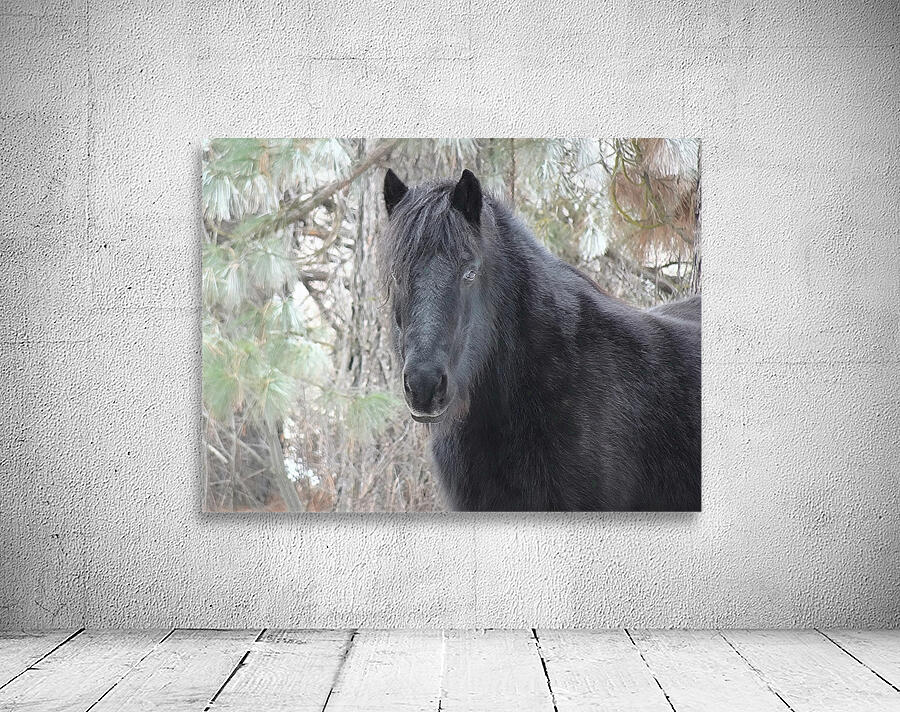 Mysterious Black Fell Pony Wall Preview