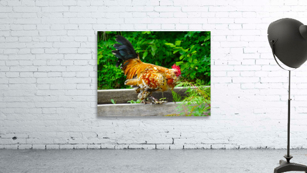 Rooster Strut Wall Preview