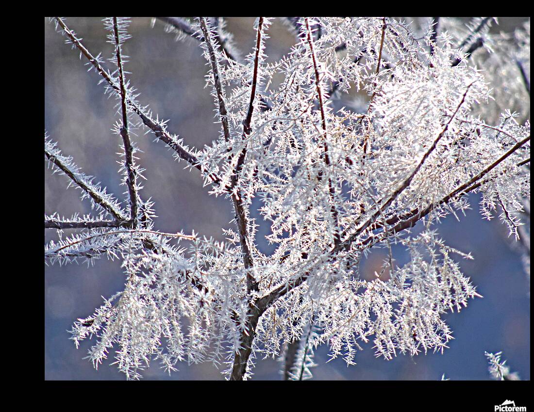 Frozen Fantasy Reproduction