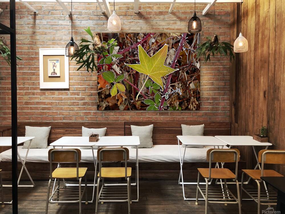 Frosted Maple Leaf Reproduction