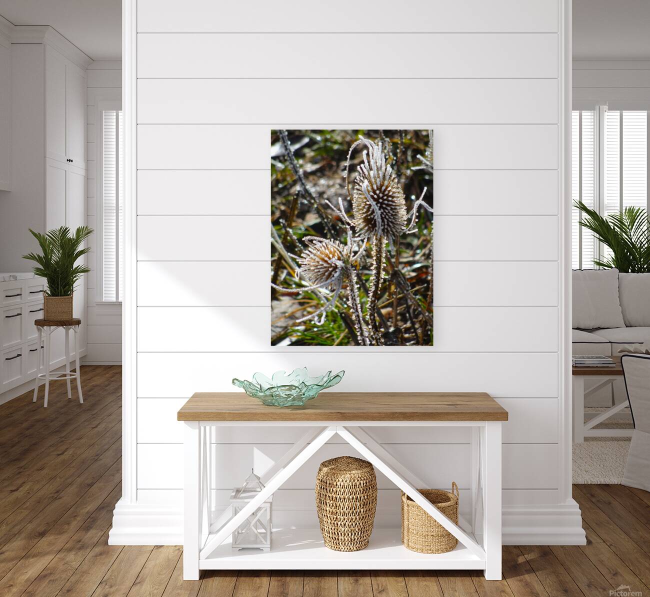 Frozen Teasel Reproduction