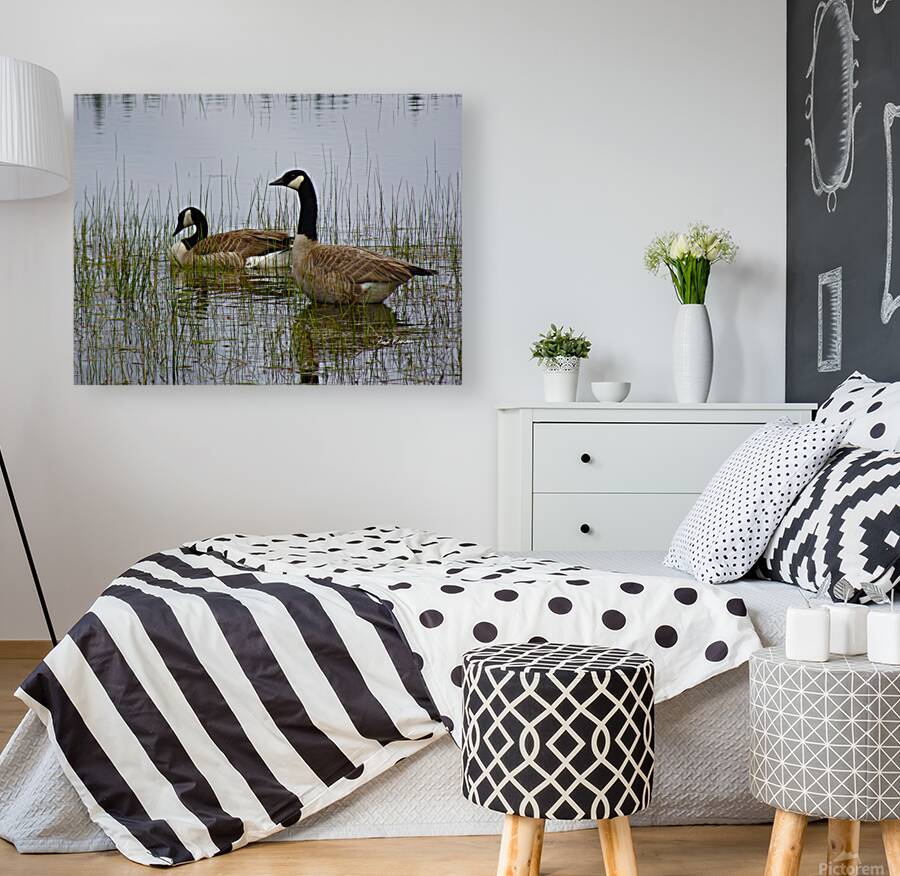 Canada Geese Reproduction