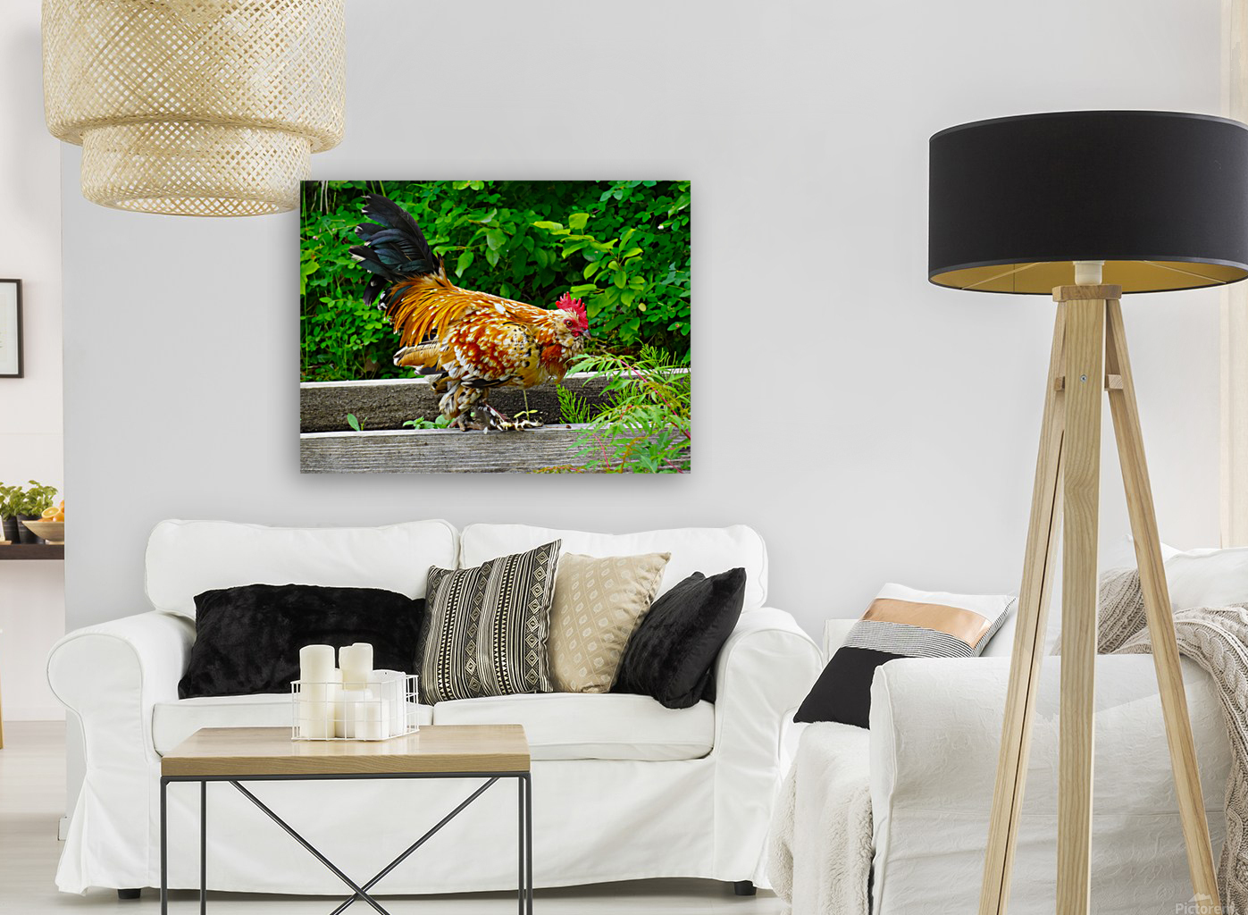 Rooster Strut Reproduction