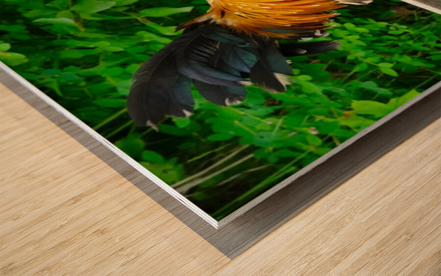 Rooster Strut Wood print