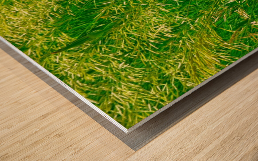 Veiled Gossamer Wood print