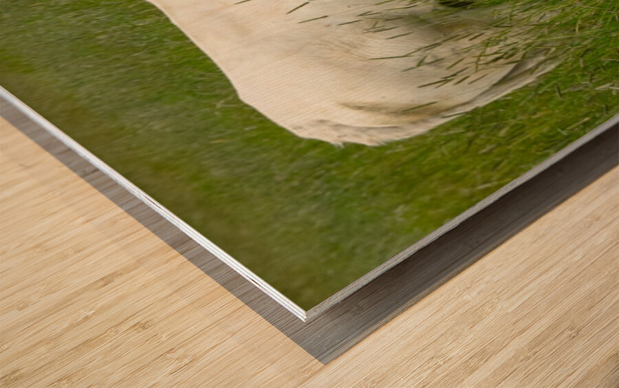 Pastoral Bliss Wood print